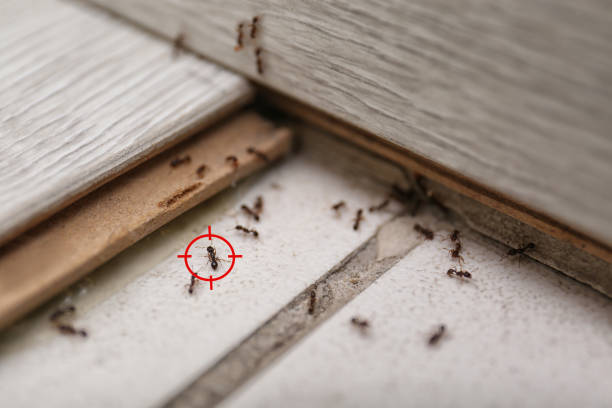 Best Emergency Pest Control  in Highlands, TX